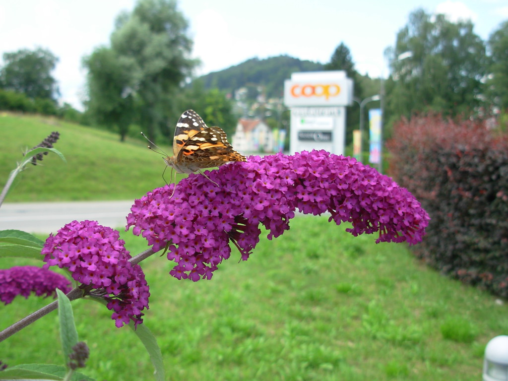 Rad- und Mountainbike-Verein Uzwil